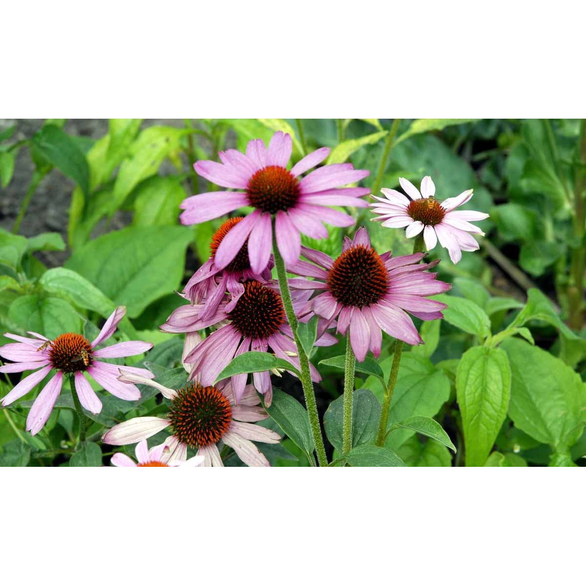 Purpursolhat &apos;Prairie Splendor&apos;