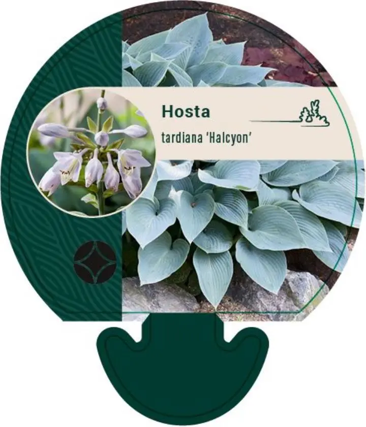 Funkia 'Halcyon' - Potte 0,8 Liter