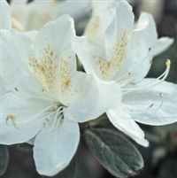 &apos;Palestrina&apos;