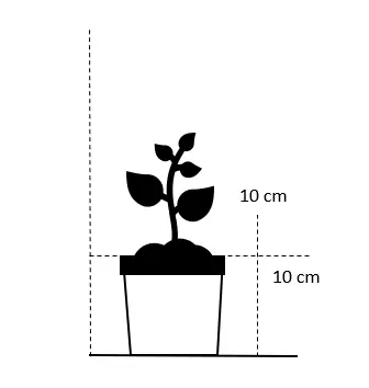 Skovjordbær / Immerbær - 10 cm. Potte