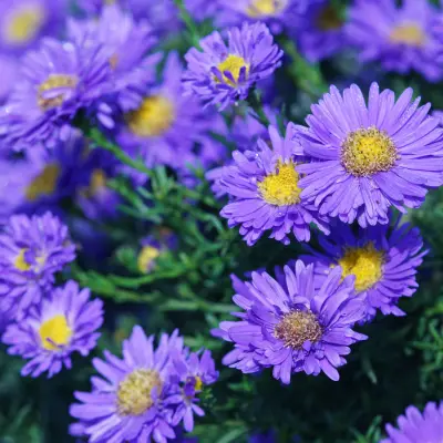 Asters