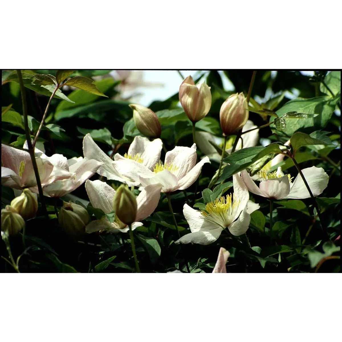 Bjerg-Skovranke &apos;Elizabeth&apos;