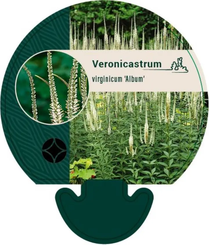 Virginsk ærenpris 'Album' - Potte 0,8 Liter