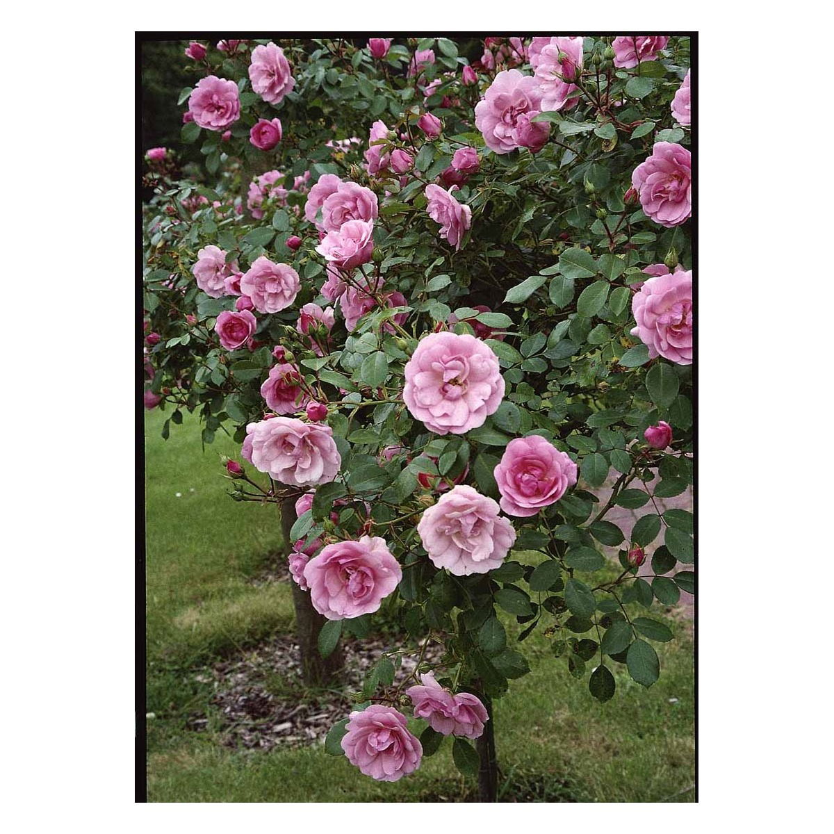 &apos;Bonica 82&apos;