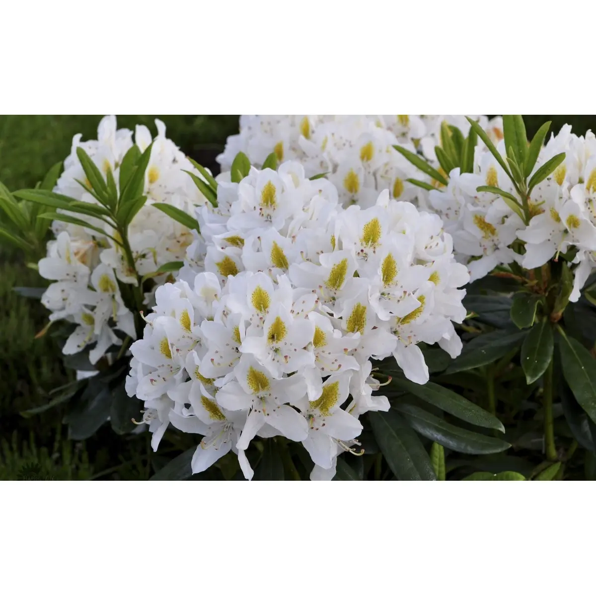 &apos;Madame Masson&apos;