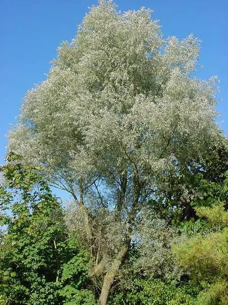Salix alba Sericea, Sølvpil Sericea, Højt træ, stærkt forgrenet krone. Uanselige gæslinger, april. Sølvglinsende blade. Sol.