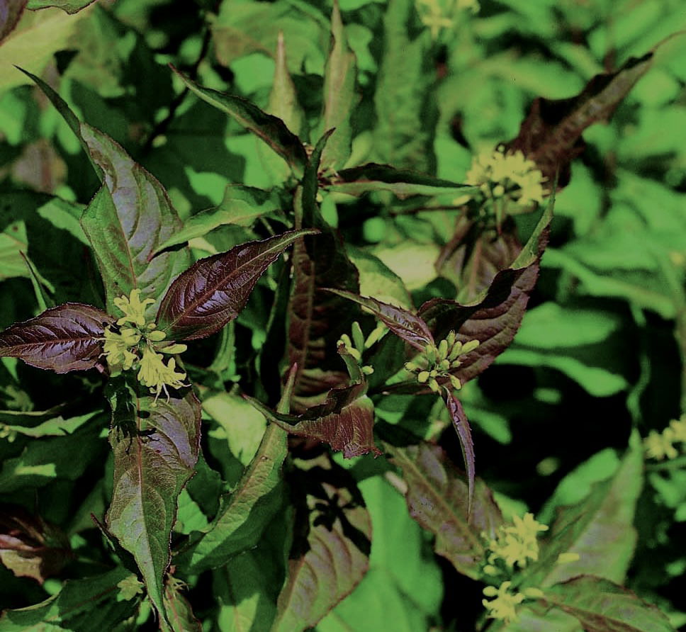 Diervilla sessilifolia