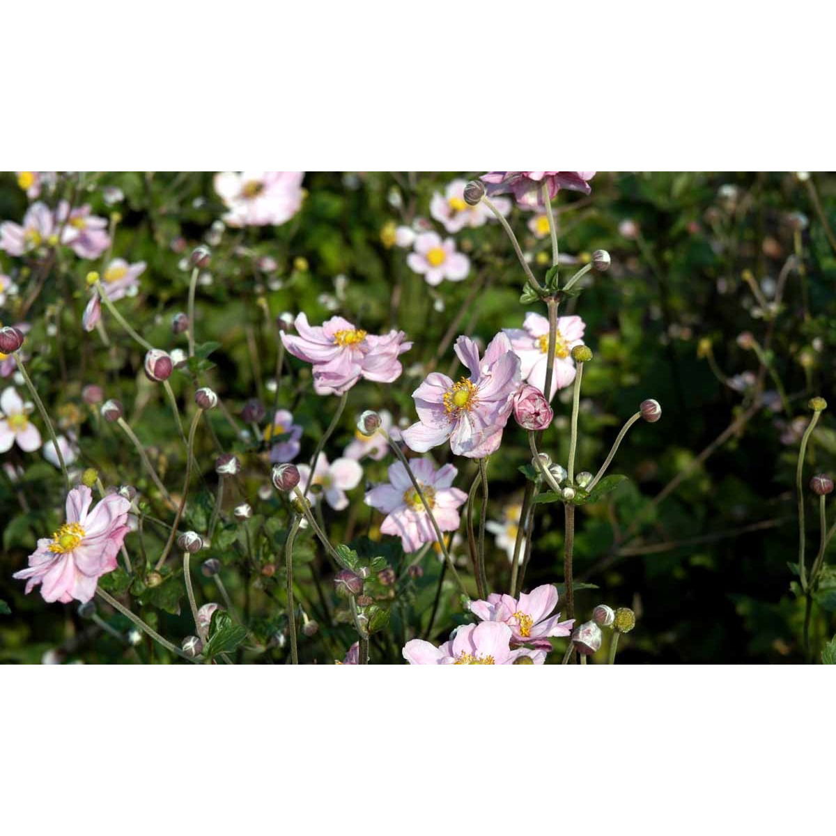 Høstanemone &apos;Königin Charlotte&apos;