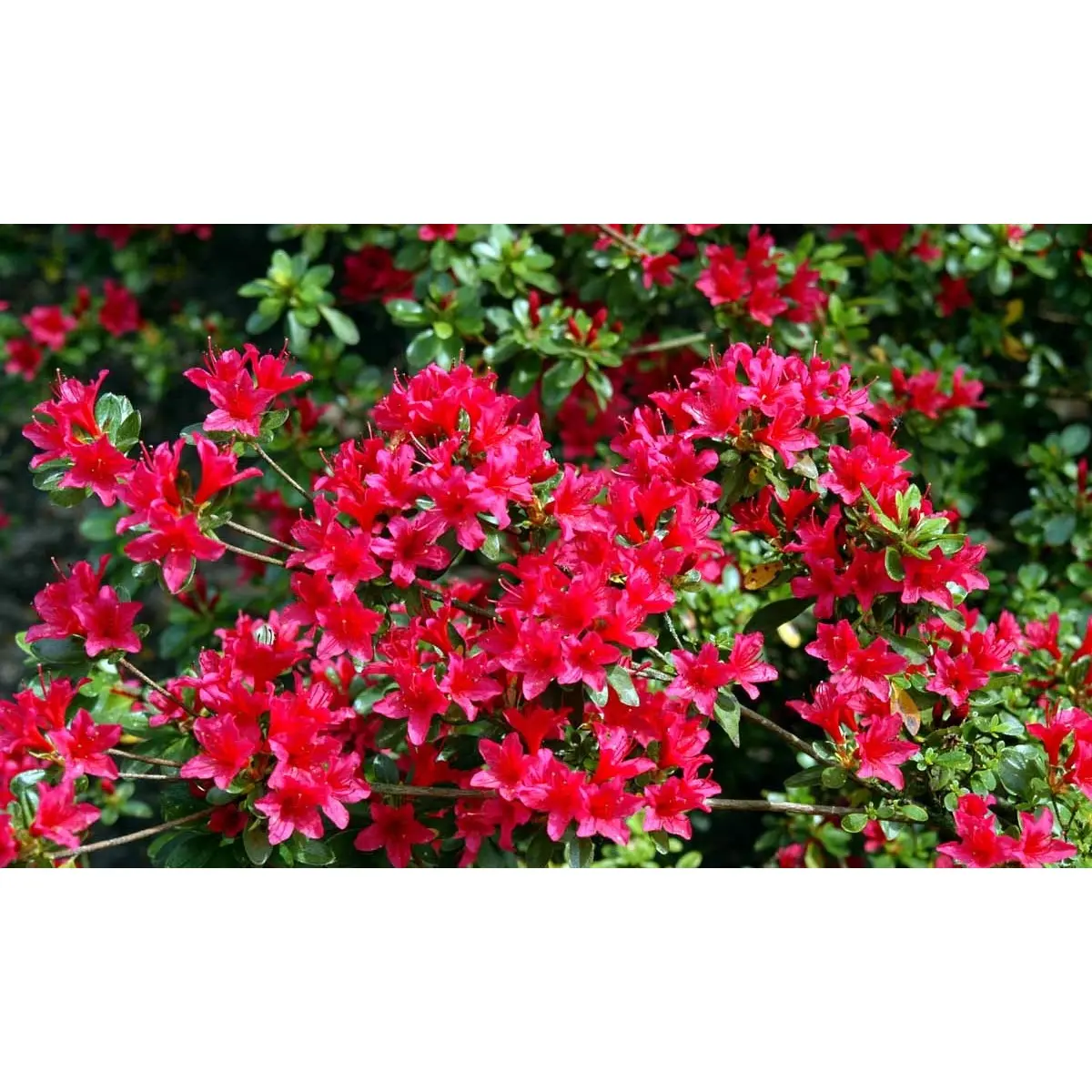 &apos;Toreador&apos;