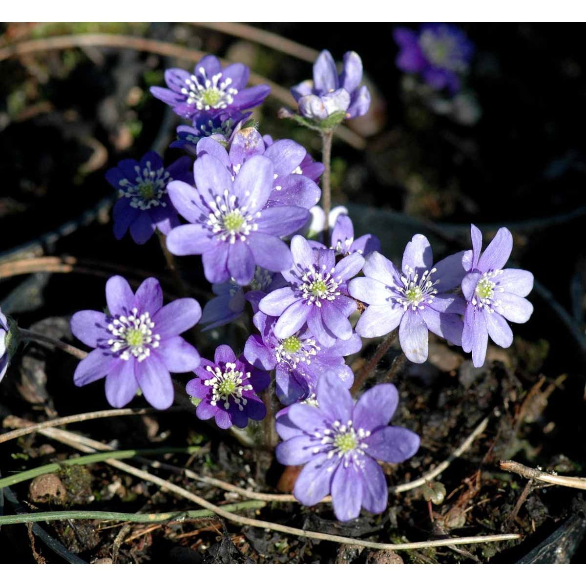 Blå Anemone