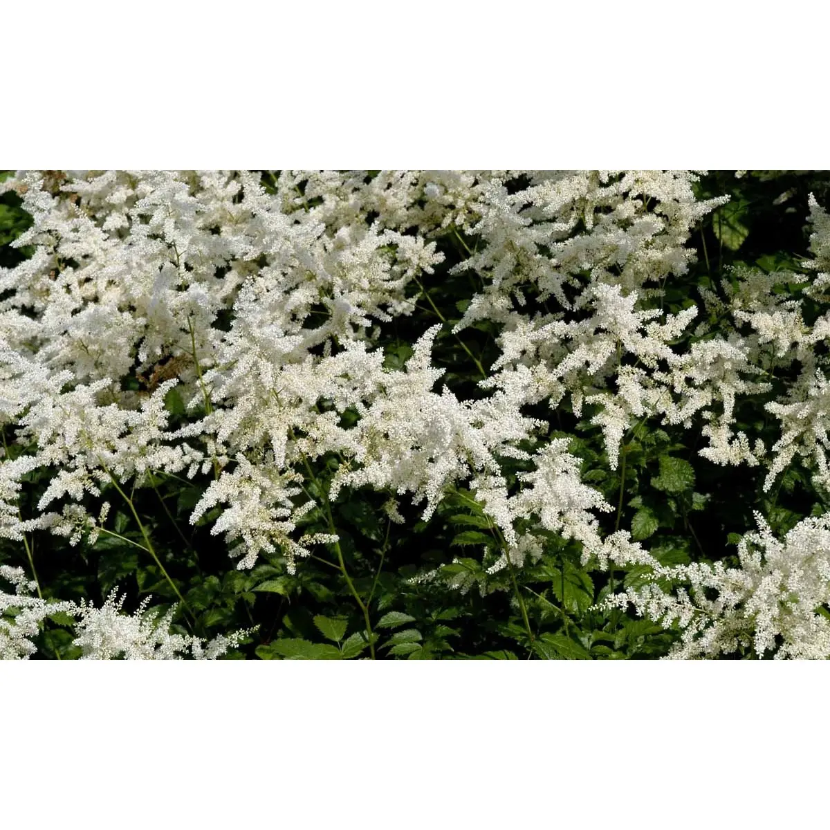 Astilbe 'Deutschland' - Potte 1 liter