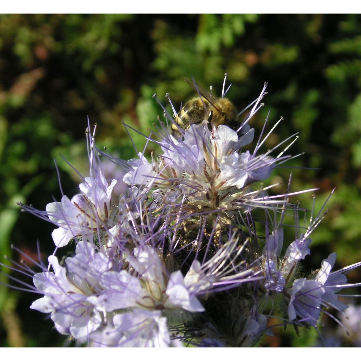 Blå Honningurt Øko