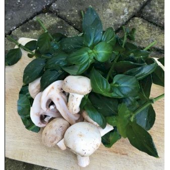 Champignon urt - Potte 1 liter