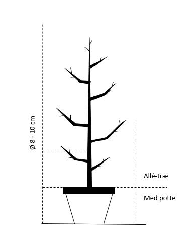 Portugisisk laurbærkirsebær