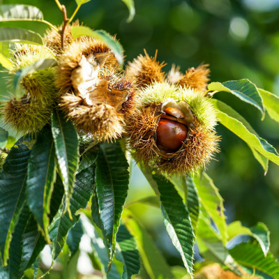 Ægte Kastanje