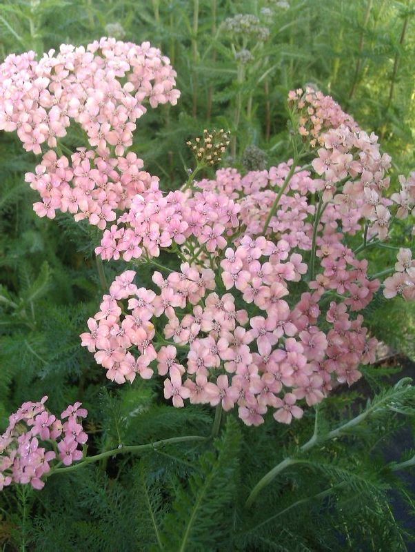 Smuk og blomstervillig staude til solrig plads.
Egnet til den vilde have, såvel som til det mere formelle bed.
Insektvenlig
Achillea &apos;Apfelblüte&apos;
Appleblossom
Røllike
Vild med vilje
Biodiversitet
Insektvenlig