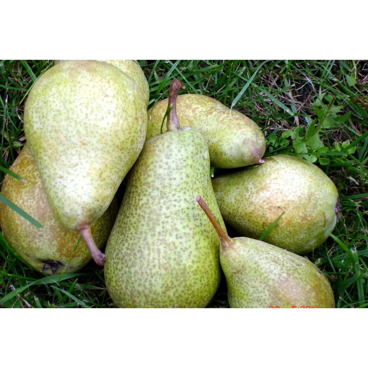 Pære &#39;Anna&#39; - Havefrugttræ - A-kvalitet  4-8 grene. 120-160 cm. Potte, (Kvæde A)