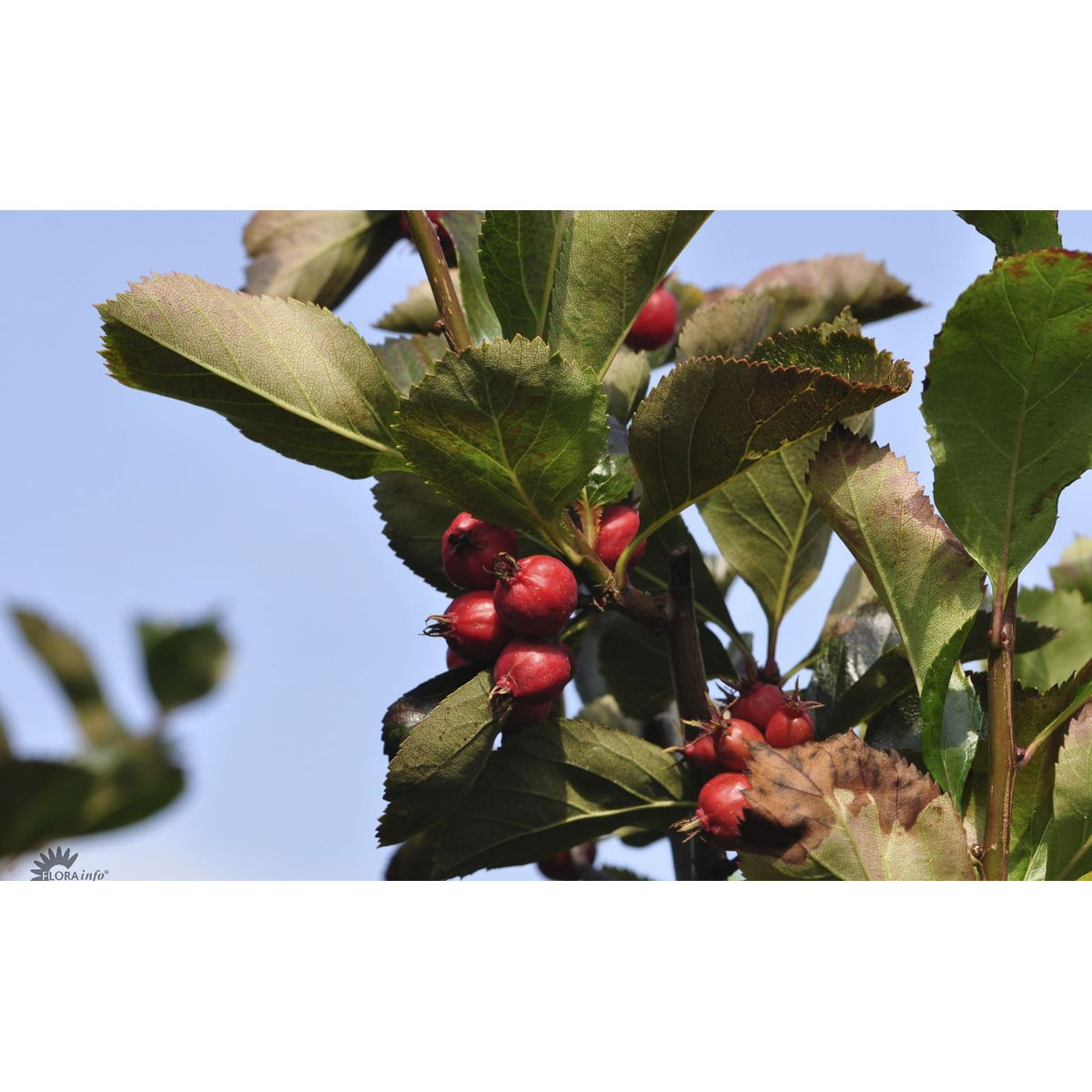 Blommebladet Tjørn &apos;Splendens&apos;