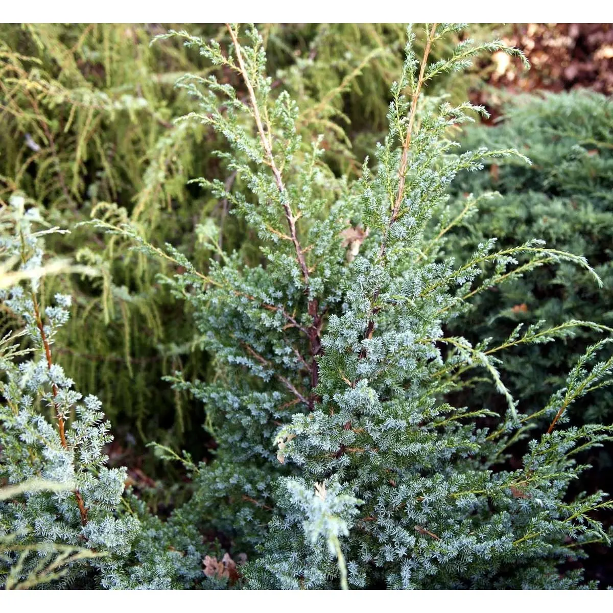 Kinesisk Enebær &apos;Blue Alps&apos;