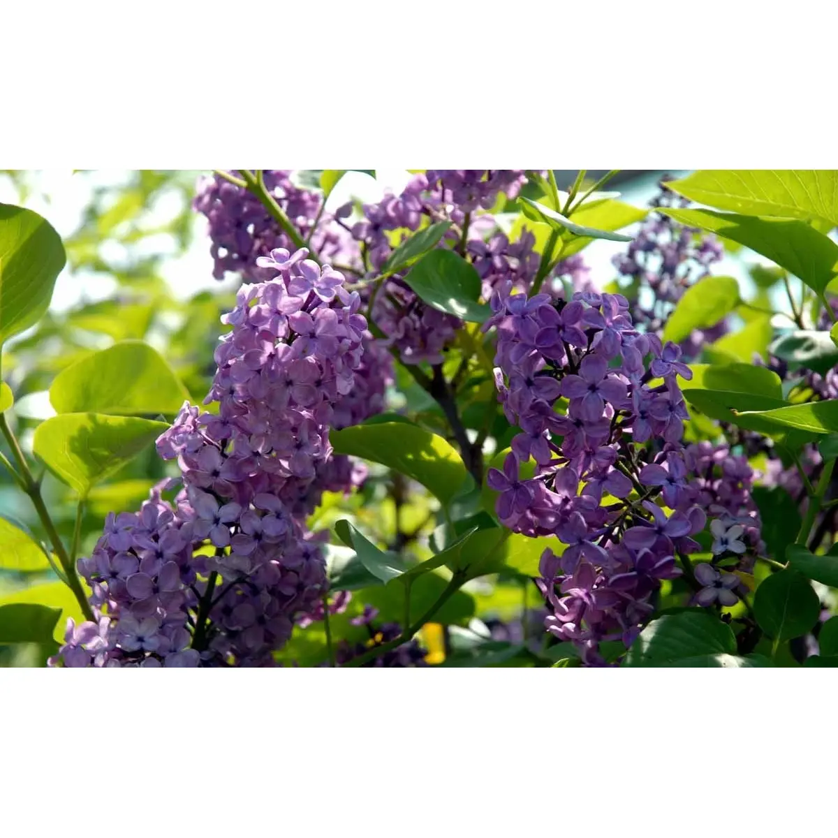 &apos;Charles Joly&apos;