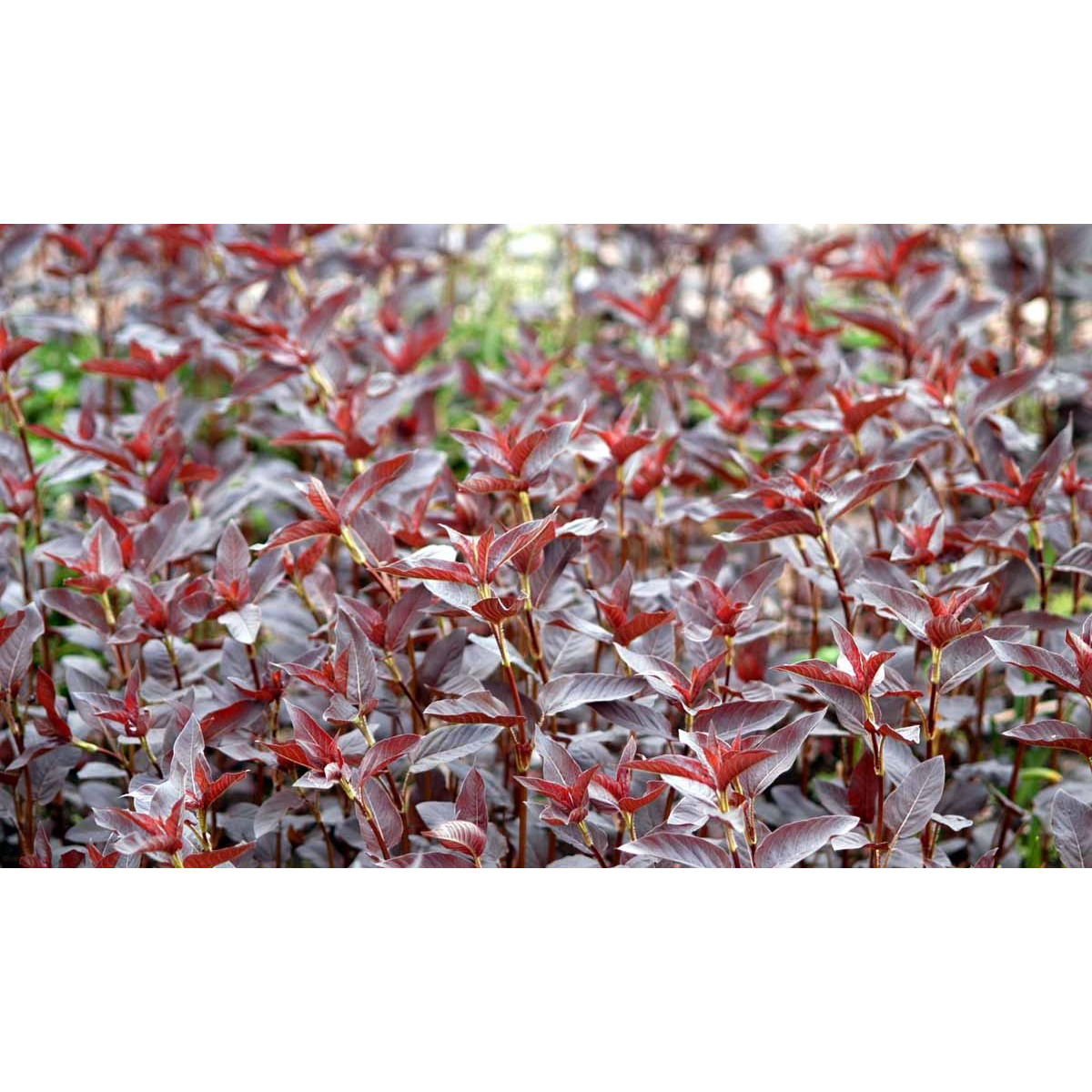 Rødbladet Fredløs &apos;Firecracker&apos;