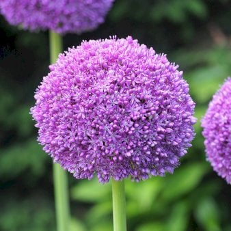 Prydløg 'Ambassador'