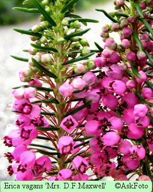 Erica vagans Mrs.D.F.Maxwell, Høstlyng Mrs.D.F.Maxwell, Kirsebærrøde blomster aug. - okt. Mørkegrønt løv. Ca. 30 x 45 cm.
