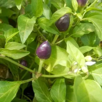 Øko Chili 'Lila Luzy'