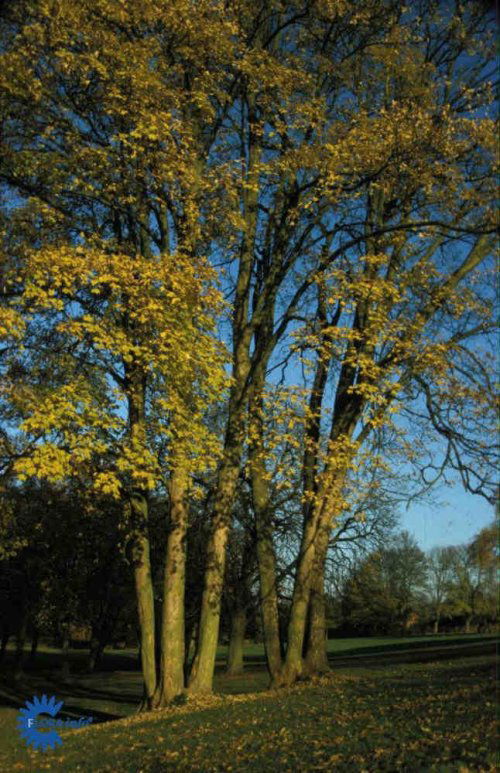 Acer pseudoplatanus, Ahorn / Ær, Stort, kraftigtvoksende træ med bredkuplet krone. Røde, 5-lappede blade med spidse flige. Sol - halvskygge. Veldrænet muldjord og tåler en del fugtighed.