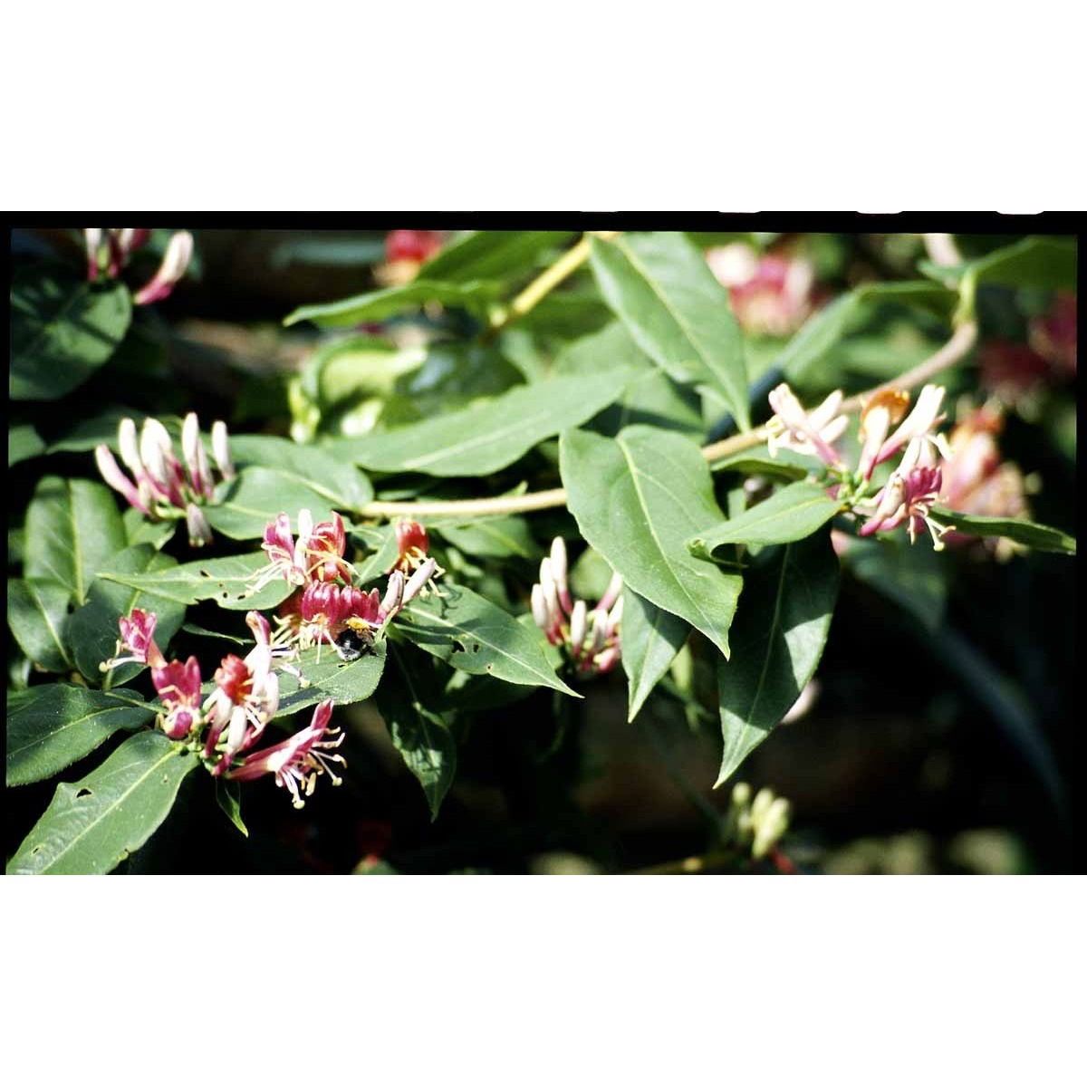 Stedsegrøn Kaprifolie