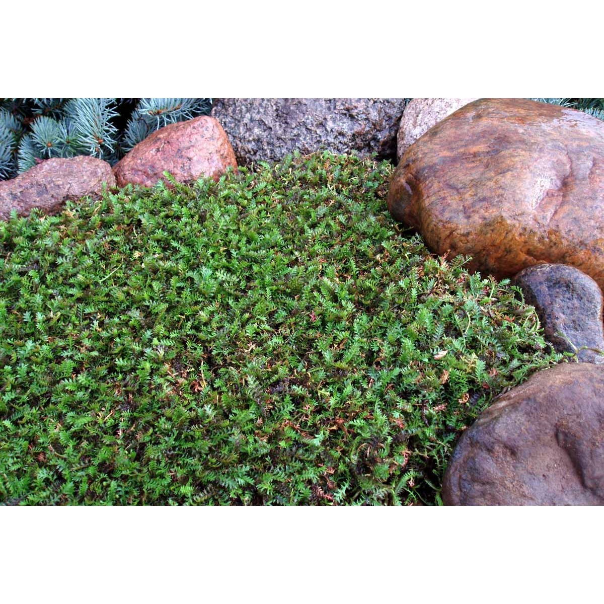 Rød/Grøn trædebregne