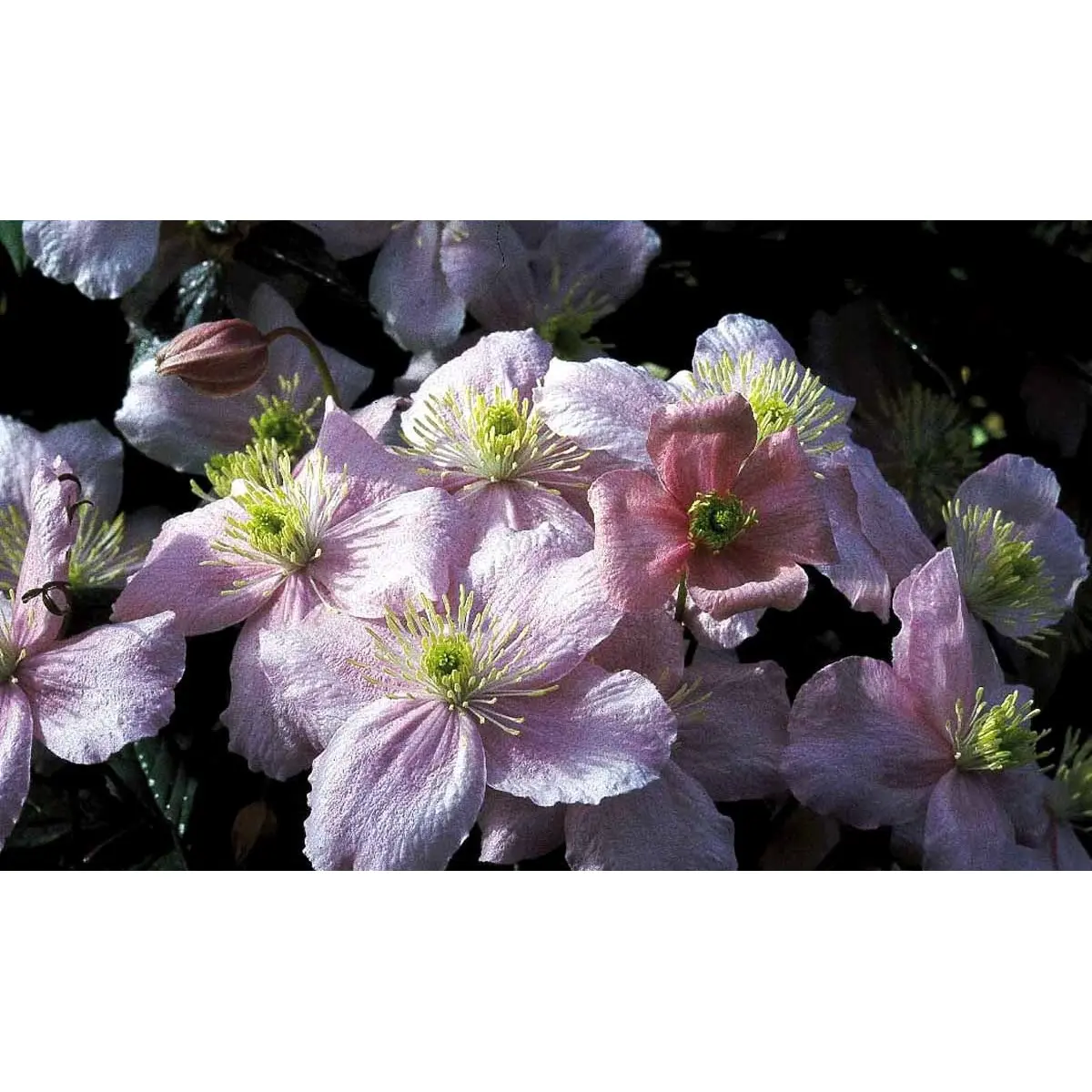 Bjerg-Skovranke &apos;Mayleen&apos;