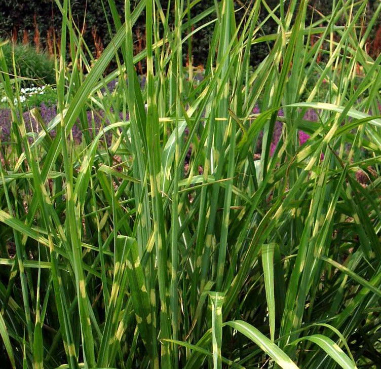 Zebragræs 'Gold Breeze' - Potte 2,0 liter