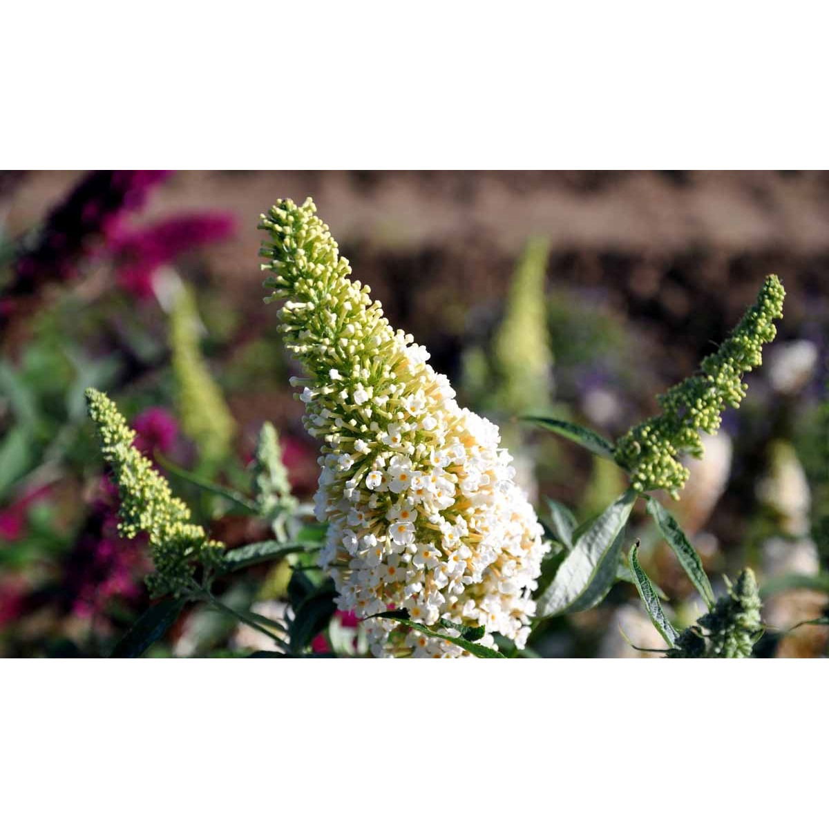 Sommerfuglebusk Buzz &apos;Ivory&apos;