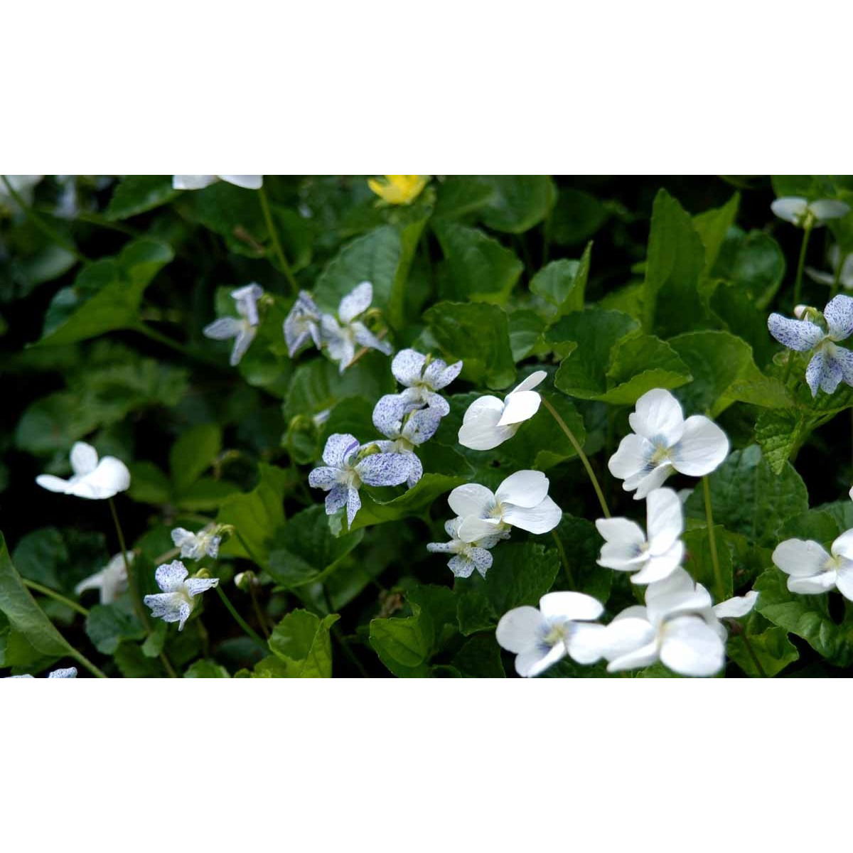 Pinseviol - Potte 0,8 Liter