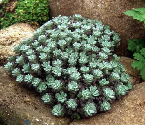 Sedum spathulifolium Purpureum, Pudret Stenurt,