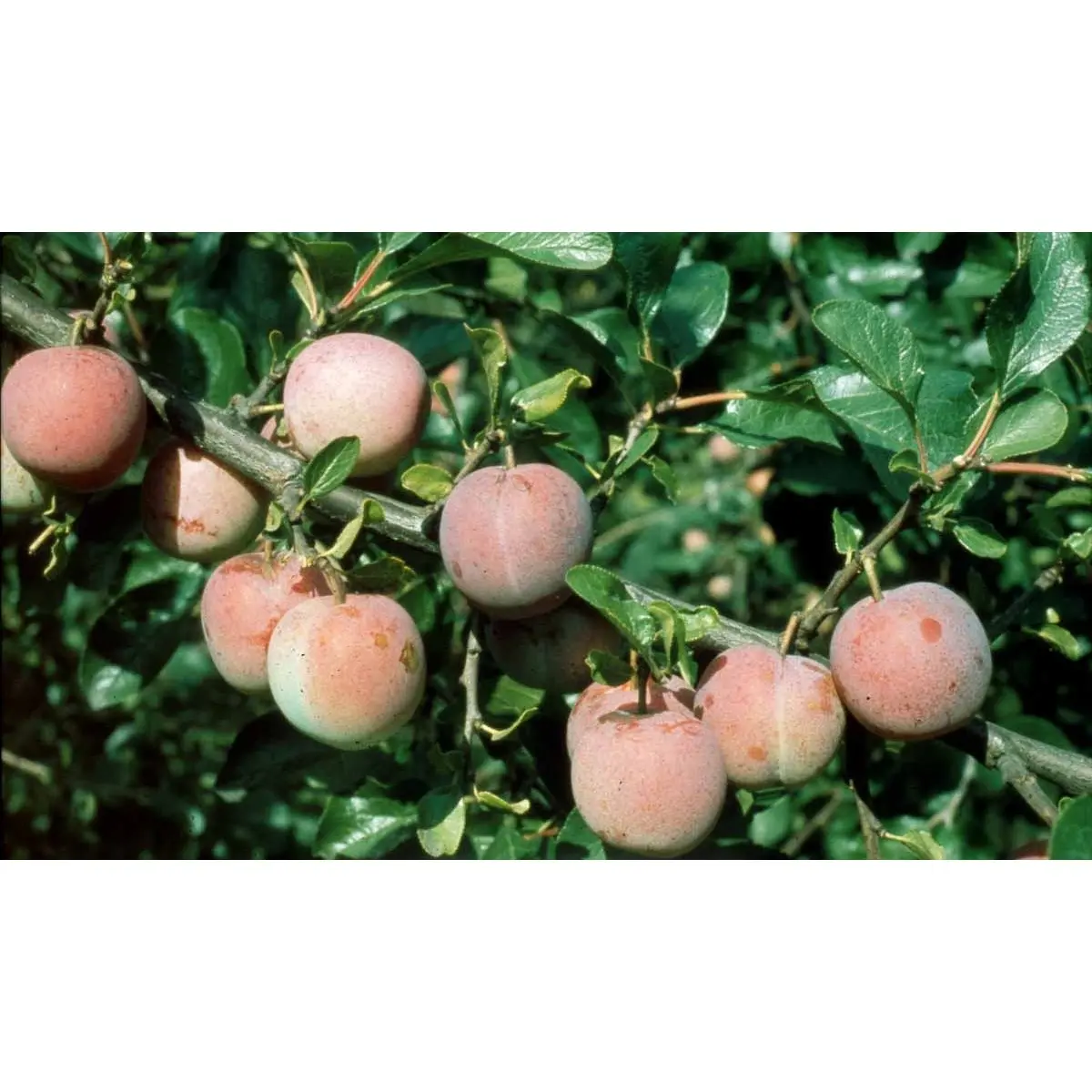 Blomme &#39;Althans Reine Claude&#39; - Potte 10 liter 150-175 cm.