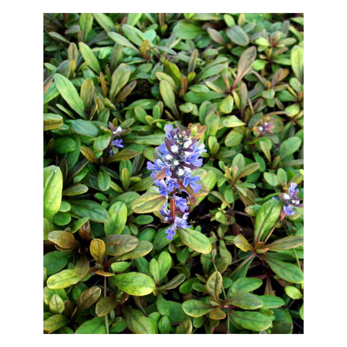 Krybende Læbeløs &apos;Valfreda&apos;