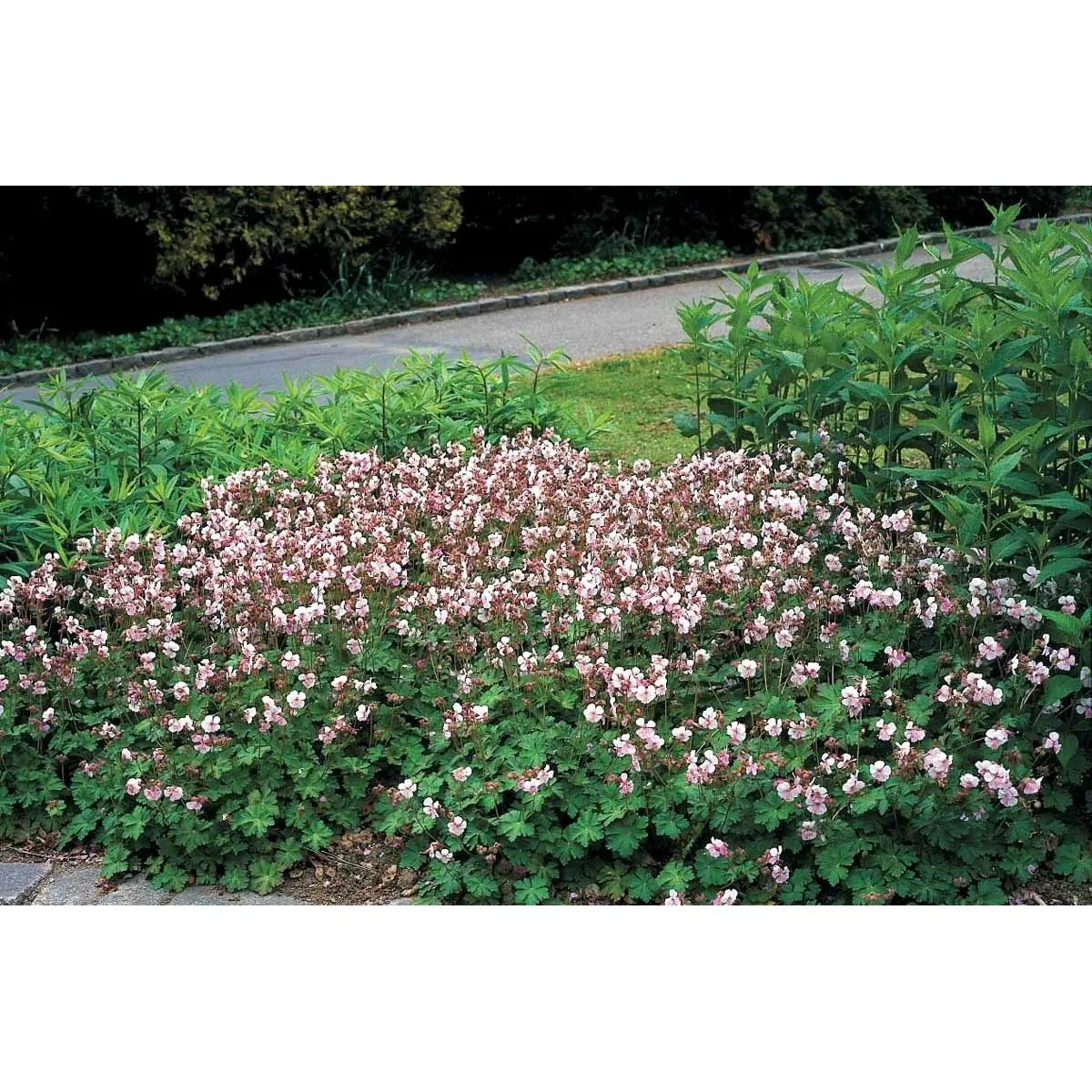 Engelsk Storkenæb 'St. Ola' - 10 cm. Potte