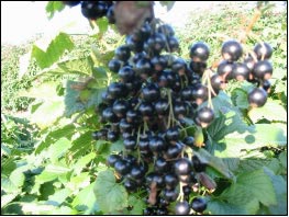 Solbær &#39;Narve Viking&#39; - Potte 3,5 liter