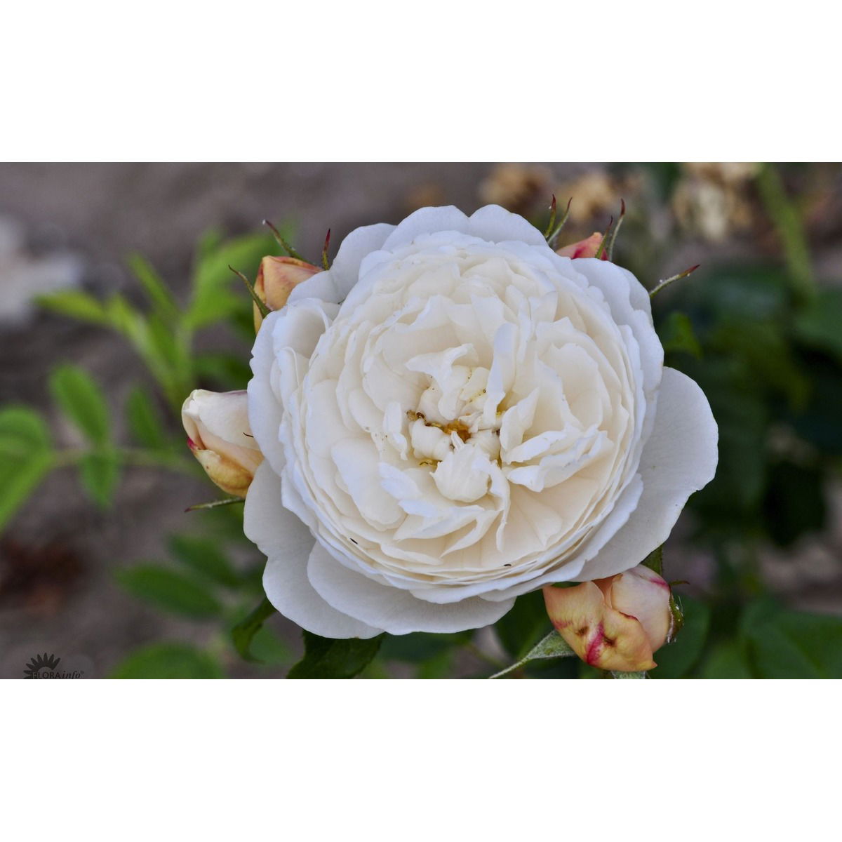 'William and Cathrine'™