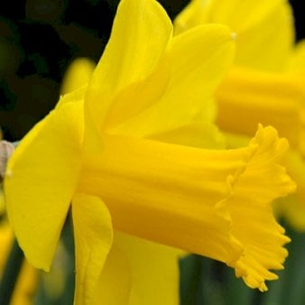 Påskelilje 'Carlton'