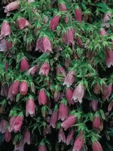 Klokkeblomst 'Rubra' - Potte 1 liter