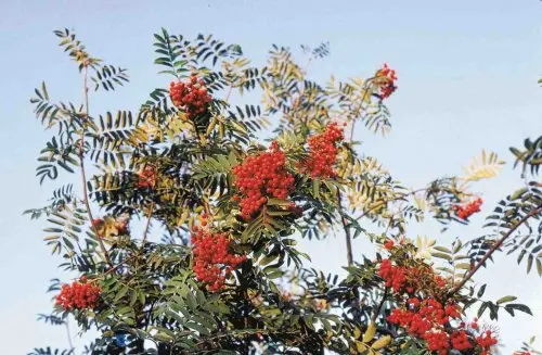 Sorbus aucuparia, Almindelig Røn, Stor busk/lille træ, 6-8 m høj, 4-6 m bred. Gul/rød høstfarve og orangerøde bær. Hvide blomster i skærme i maj-juni. Sol - halvskygge. Næringsrig, veldrænet jord. Velegnet som solitær, i grupper og i busketter.