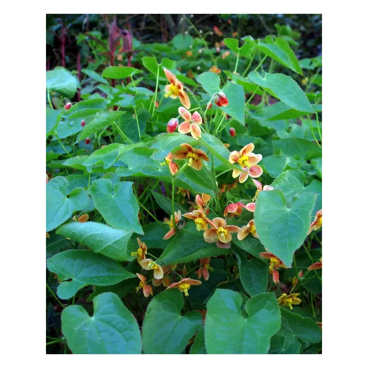 Bispehue 'Orange Queen' - 10 cm. Potte