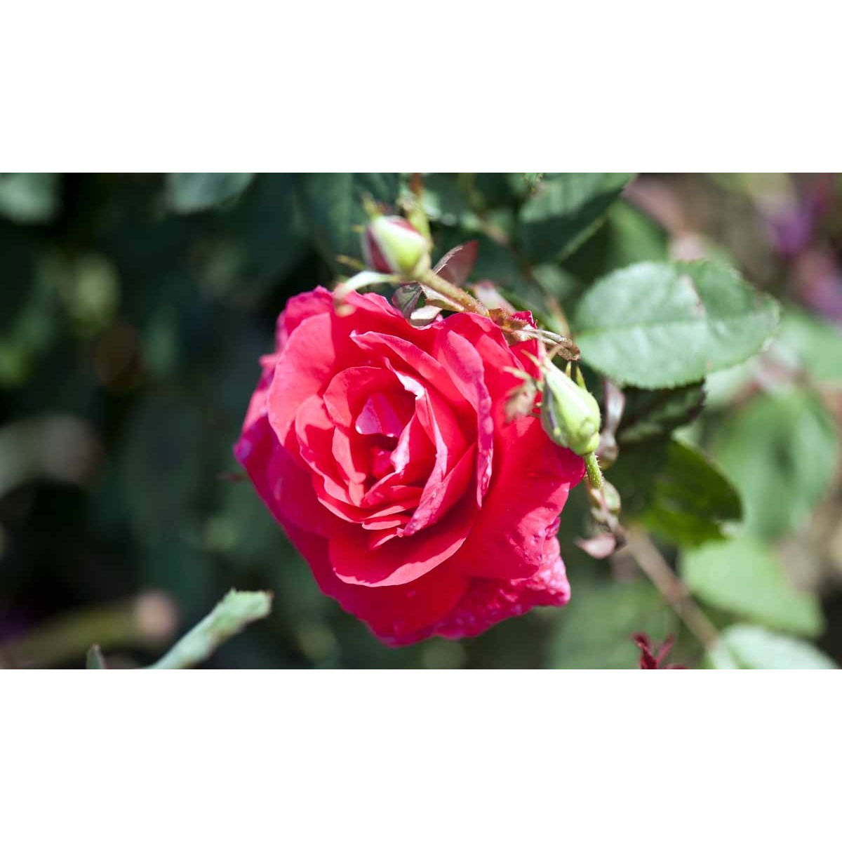 &apos;Winnipeg Parks&apos;