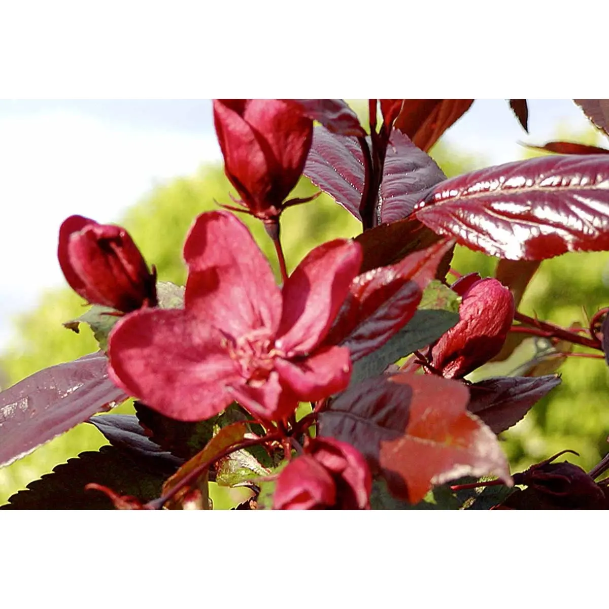 Rødbladet Paradisæble