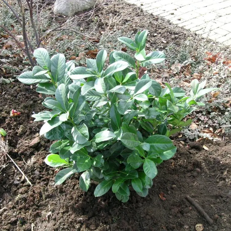 Kirsebærlaurbær Etna