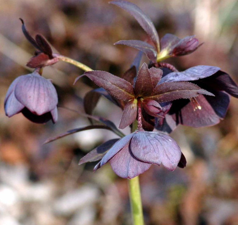 Påskeklokke &apos;Metallic Blue Lady&apos;