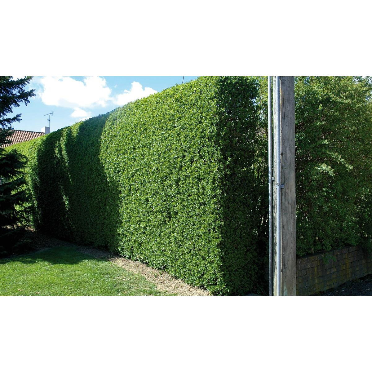 Liguster liga i flotte have omgivelser. Liguster er en stedsegrøn hæk, der holder på bladene året rundt.